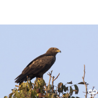 گونه عقاب خالدار کوچک Lesser Spotted Eagle